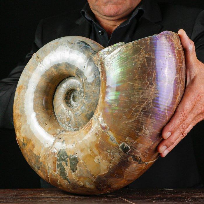 Grote & Zware Ammoniet - Gefossiliseerd dier - Lytoceras sp., Antiek en Kunst, Curiosa en Brocante