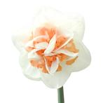 Bloembollen - 40 x Narcis Sweet Paradise - wit met roze, Verzenden, Voorjaar, Volle zon, Bloembol
