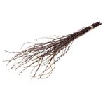 Actie Berkentakken naturel Birch 60cm +/- 10st  Berkentakken, Ophalen of Verzenden, Nieuw