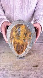 Trilobiet - Gefossiliseerd dier - Cambropallas - 24 cm - 17