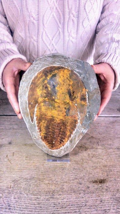 Trilobiet - Gefossiliseerd dier - Cambropallas - 24 cm - 17, Verzamelen, Mineralen en Fossielen