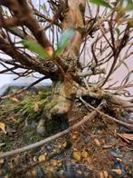 Azalea bonsai (Rhododendron) - Hoogte (boom): 42 cm - Diepte