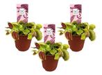 Dionaea Venus Flytrap 3-pack, Huis en Inrichting, Kamerplanten, Verzenden