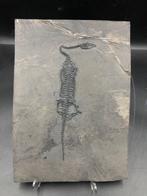 Fossiel - Fossiele matrix - Keichousaurus sp. - 26 cm - 19
