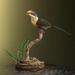 Kroeskoparassari Taxidermie Opgezette Dieren By Max, Verzamelen, Dierenverzamelingen, Ophalen of Verzenden, Nieuw, Vogel, Opgezet dier