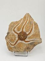 Zeester - Gefossiliseerd dier - 14 cm - 14 cm (Zonder