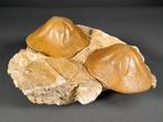Reuzenzeesterren - Fossiel skelet - Clypeaster sp. - 15 cm -