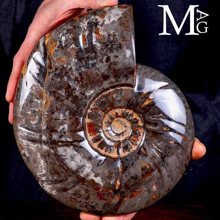 Exclusief Pools Cleoniceras - Gefossiliseerde schelp -, Verzamelen, Mineralen en Fossielen