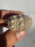Zee-egel - Gefossiliseerd dier - Conopygus - 3.8 cm (Zonder