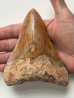 Megalodon-tand 12,8 cm - Fossiele tand - Carcharocles