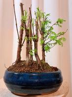 metasequoia bos in bonsaischaal - Hoogte (boom): 20 cm -, Antiek en Kunst