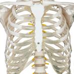 Anatomie skelet/Menselijk Model incl. beschermende afdekking, Verzenden, Nieuw