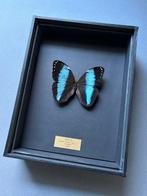 Vlinder Taxidermie volledige montage - Morpho achilles - 26, Verzamelen, Dierenverzamelingen, Nieuw