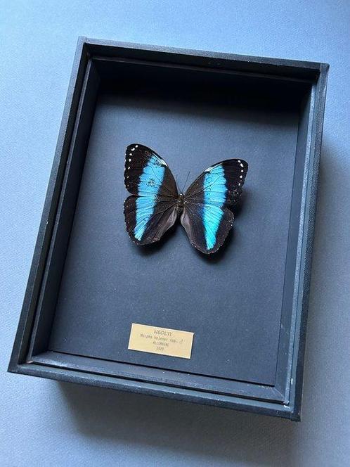 Vlinder Taxidermie volledige montage - Morpho achilles - 26, Verzamelen, Dierenverzamelingen