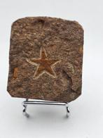 zeesterfossiel - Gefossiliseerd dier - 5 cm (Zonder, Verzamelen, Mineralen en Fossielen