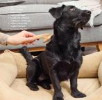 KELLER Slicker Borstel voor Honden en Katten – Professionele, Verzenden, Nieuw