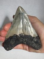 Megalodon - Fossiele tand - Carcharocles megalodon - 11 cm, Verzamelen, Mineralen en Fossielen