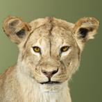 Leeuw Taxidermie volledige montage - Panthera leo - 91 cm -, Verzamelen, Nieuw