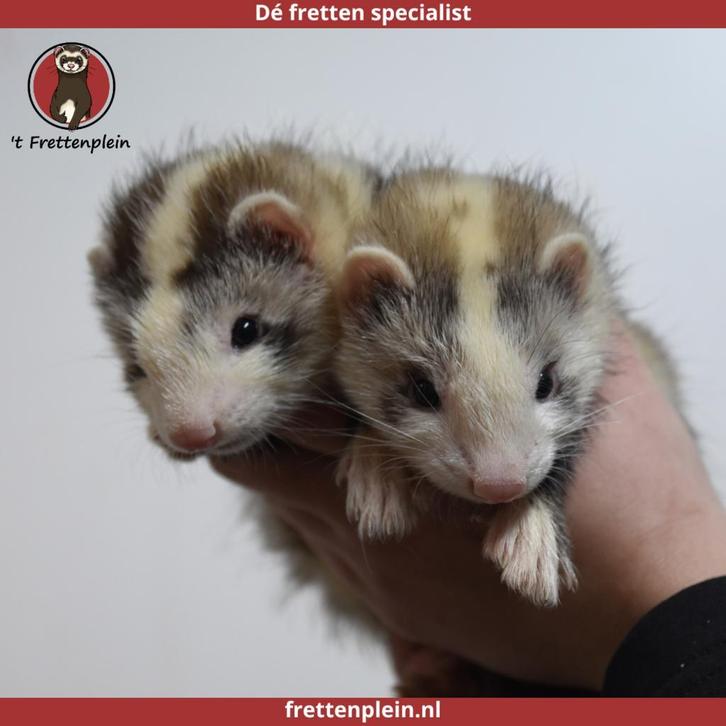 Gevaccineerde jonge tamme fretten te koop!, Dieren en Toebehoren, Overige Dieren, Meerdere dieren, Juni