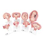 Anatomie model zwangerschap (complete serie van 8 modellen), Nieuw, Verzenden