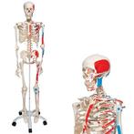 Anatomie model menselijk skelet spieren, Nieuw, Verzenden