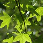 Amberboom - Liquidambar styraciflua - Hoogte: 200 - 250 cm, Tuin en Terras, Planten | Bomen, Ophalen of Verzenden