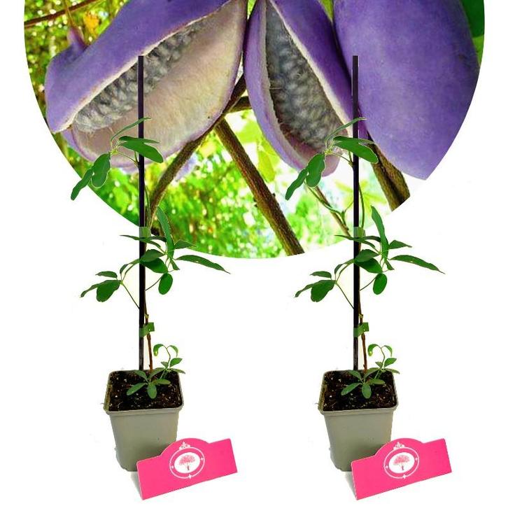 Akebia quinata Alba + Pot 9cm 2 stuks, Tuin en Terras, Planten | Fruitbomen, Halfschaduw, Verzenden