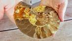 Nautilus - Fossiel skelet - Ammonite Cleoniceras - Large -, Nieuw
