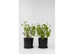 Hydrangea Pink Annabelle - set van 2, Verzenden