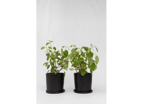 Hydrangea Pink Annabelle - set van 2, Huis en Inrichting, Kamerplanten, Verzenden