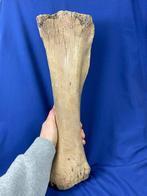 Prachtige grote tibia (scheenbeen) van een woolly mammoth,, Verzamelen, Mineralen en Fossielen