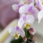 Kolibri Orchids | Roze phalaenopsis orchidee - Portugal - po, Verzenden, Nieuw