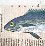 Conrad Gesner [Konrad Gessner] 1516-1565: Fishbuch: Bogue, Antiek en Kunst