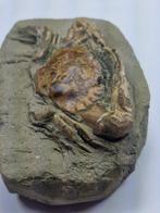 Krab - Gefossiliseerd dier - Charybdis - 13.5 cm, Verzamelen, Mineralen en Fossielen