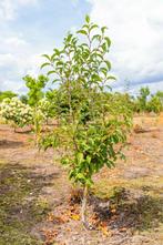 Stewartia pseudocamellia meerstammig, Tuin en Terras, Planten | Tuinplanten