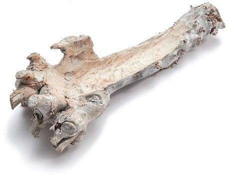 Mulberry wortelstronk hollow Frosted White 40-50 cm, Huis en Inrichting, Woonaccessoires | Kunstplanten en Kunstbloemen, Nieuw