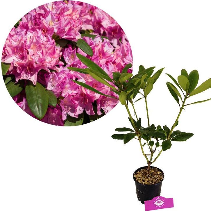 Rhododendron ponticum Roseum + pot 13cm, Tuin en Terras, Planten | Tuinplanten, Verzenden
