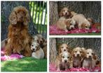 Engelse Cocker Spaniel Pups met Stamboom van Geteste Ouders., Dieren en Toebehoren, Nederland, Parvo, 8 tot 15 weken, Meerdere