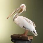 Roze Pelikaan Taxidermie Opgezette Dieren By Max, Ophalen of Verzenden, Nieuw, Vogel, Opgezet dier