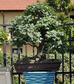 Bonsai Esdoorn Landelijk - Hoogte (boom): 100 cm - Diepte
