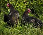 Jonge Marans kippen I Ingeënt en ontwormd I Rustig, Uniek ei, Dieren en Toebehoren, Pluimvee, Vrouwelijk, Kip