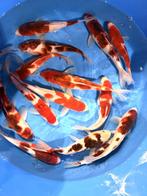 Hirasawa Marusei 24-28cm (Japanse Koi), Dieren en Toebehoren, Karper of Koi
