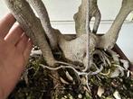 bonsai van ficus retusa - Hoogte (boom): 50 cm - Diepte