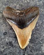 Megalodon - Fossiele tand - 8.6 cm - 7 cm, Verzamelen, Mineralen en Fossielen