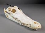 Siamese krokodil Schedel - Crocodylus siamensis (with farm, Nieuw