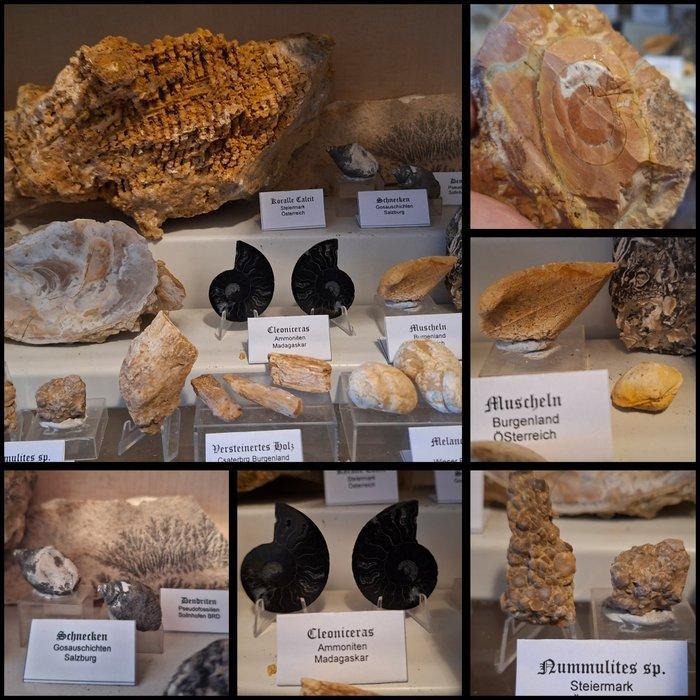 Oude fossielenverzameling, meer dan 25 stuks - Fossiele, Verzamelen, Mineralen en Fossielen