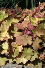 Purperklokje Heuchera Caramel 5-10 Pot P9, Tuin en Terras, Planten | Tuinplanten