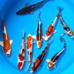 Kase Specials Tosai mix 16-20cm, Dieren en Toebehoren, Vissen | Vijvervissen, Karper of Koi