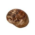 $$TOP$$ bruine walzenschecke F+++ ///VERZAMELOBJECT///, Nieuw