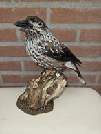 Notenkraker Taxidermie volledige montage - Nucifraga, Nieuw